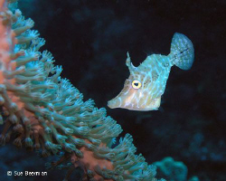 Slender File Fish in Utila by Susan Beerman 